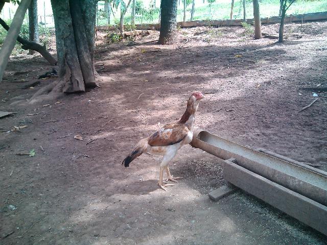 Franga india barbuda