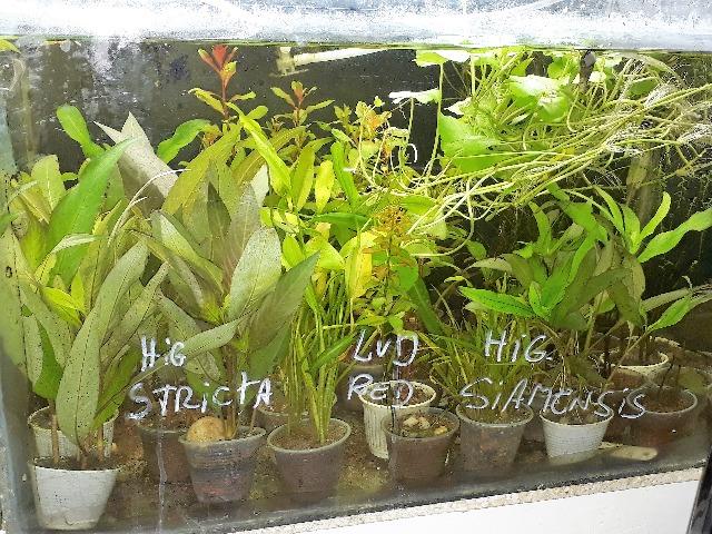 Grande variedade de plantas para aquários e lagos