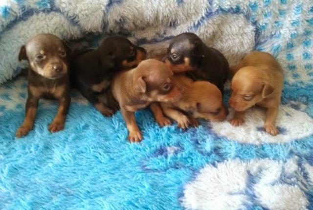 Pinscher N°0 e N°1 Machinho e Feminha Adestrados no Jornal Fazemos Entregas