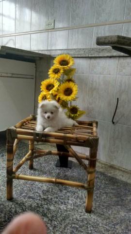 Precos imperdíveis de Spitz Anão