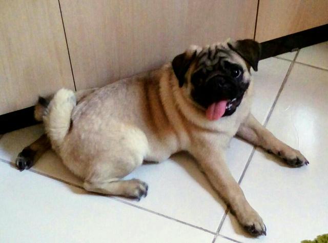 Proucuro pug macho para comprar