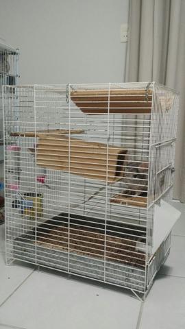 Chinchilas com gaiola