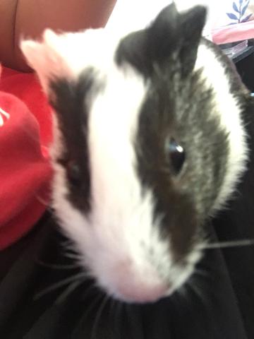 Doacao porquinho da Índia