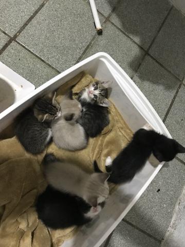 Estou doando 6 gatos