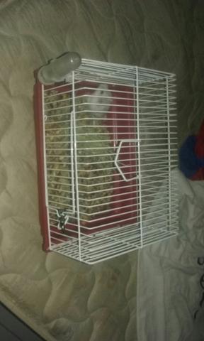 Hamster anão russo + gaiola