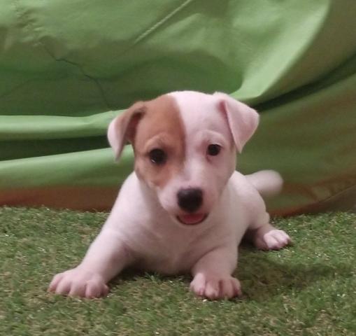 Jack Russel Terrier fêmea disponível