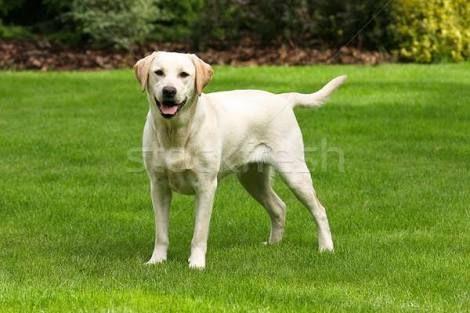 Labrador, ou troco em cão de raça pequena