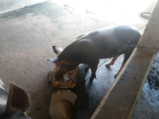 Maroas prenhas em Abadia de Goiás