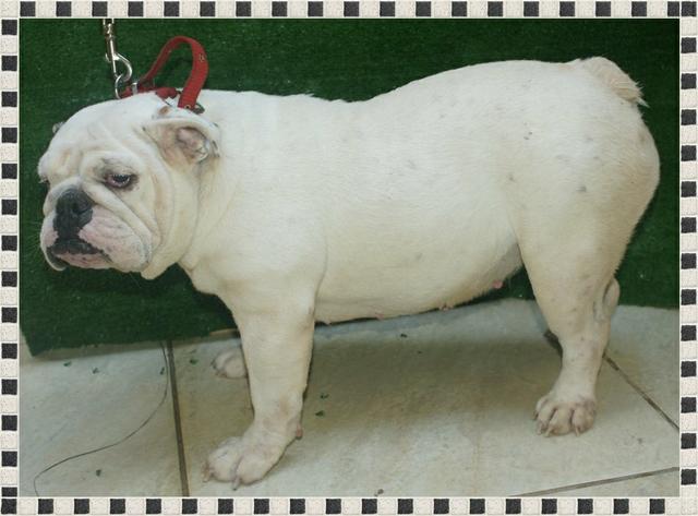 Matriz bulldog frances