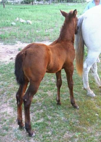 Potro Quarto de Milha