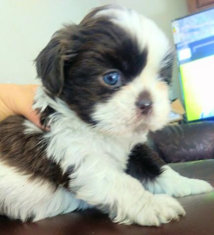 Shih Tzu fêmea e macho mini