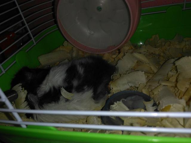 Adoto Hamster sírio fêmea