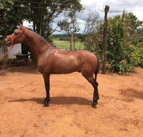 Cavalo Mangalarga Marchador