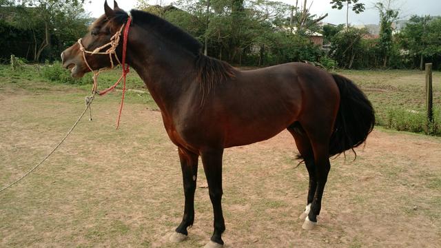 Crioulo puro,filho do freio de ouro bt butiá !!!