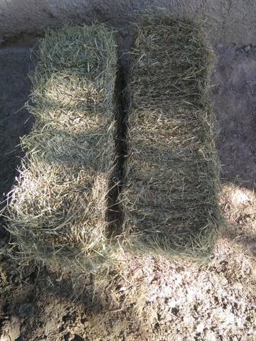 Feno e silagem de milho