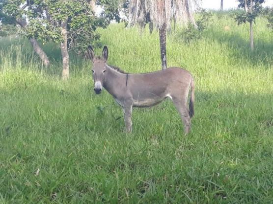 Jumenta pega 12 meses