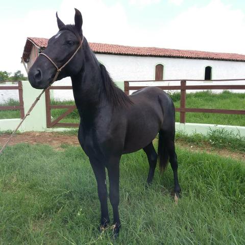 Mangalarga marchador