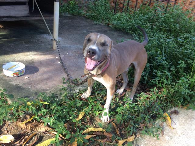 Preocupa-se cachorra pitbull para cruzar