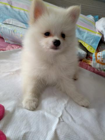 Promoção Spitz alemão machos com pedigree!