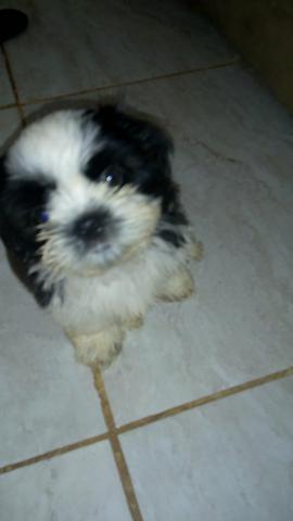Shitzu miniatura machinho com pedrigue