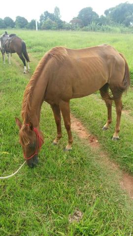 Égua QM POR FAVOR LER TODO O ANÚNCIO