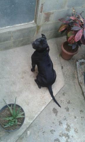 American staffordshire terrie