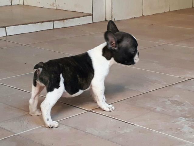 Bulldog Francês fêmea gem Blue e creme