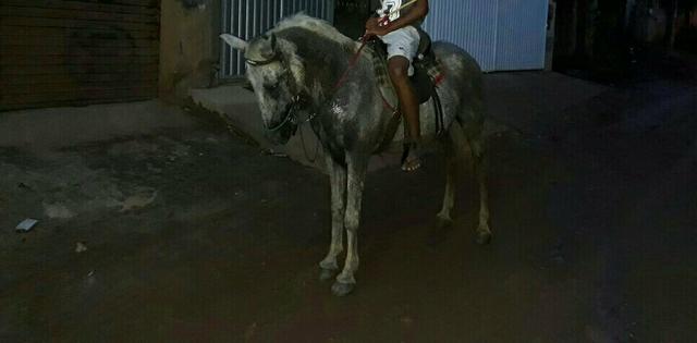 Cavalos M.M