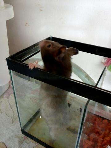 Hamster sírio fêmea