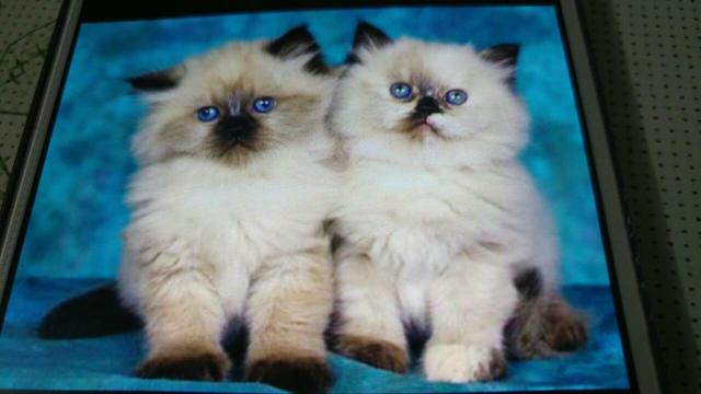 Ninhada de gato persa