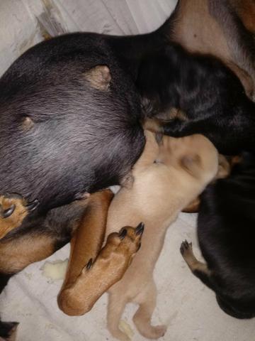 Pinsher 1 femea preta