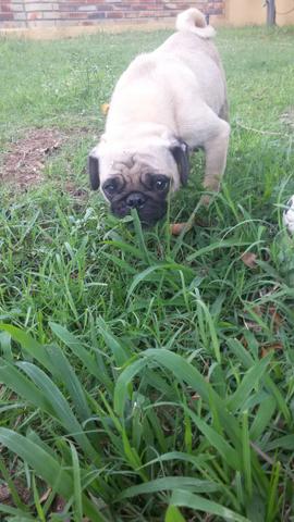 Pug fêmea adulta