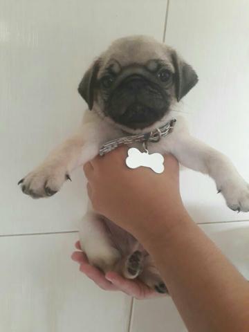 Pug macho pronta entrega