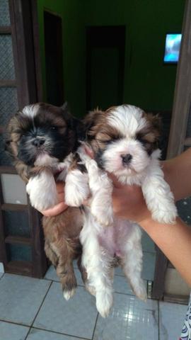 Shih tzu