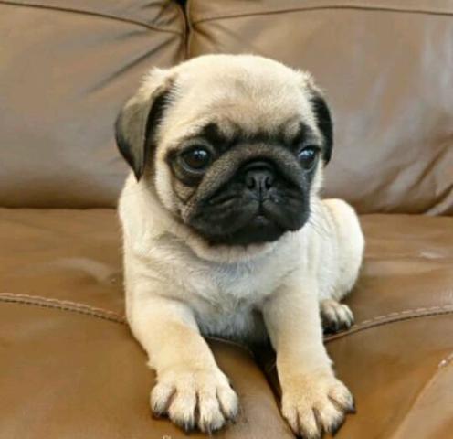 Ultimo pug macho