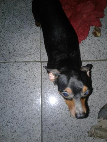 Vendo esse pinscher ele tem carteira de vacina se chama Mickey thaif