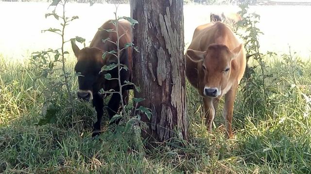 Mini Novilhas enxertada