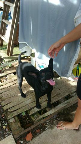 Neguinho! mestiço Corgi! fofo!!!