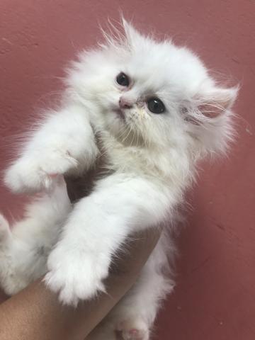 Persa macho PROMOÇÃO