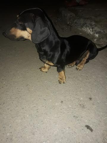 Procura.se femea para cruza. zap 