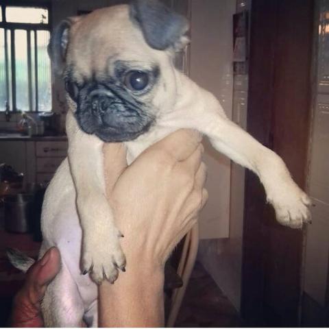 Pug macho