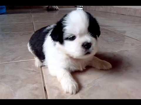 Shih Tzu