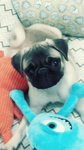 Vendo pug