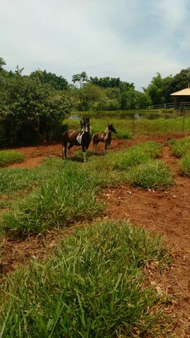 Égua e potro mangalarga