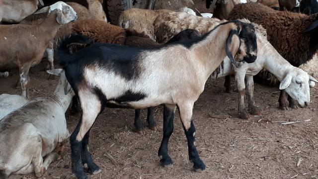 Bode anglo nubiano mocho