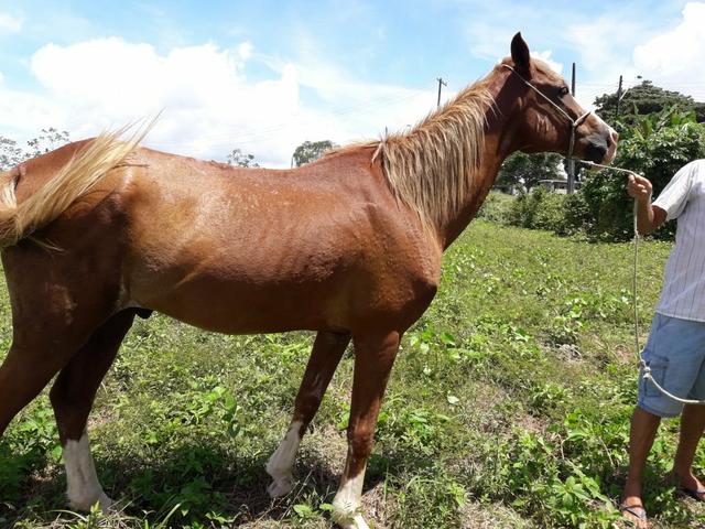 Cavalo mangalarga paulista