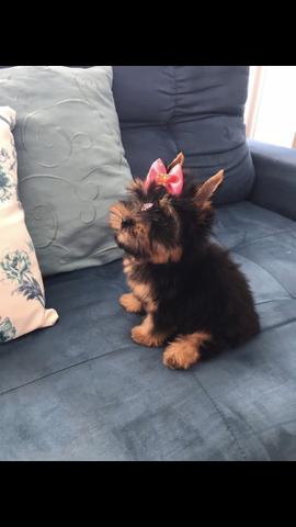 Femea de yorckshire. Belíssima