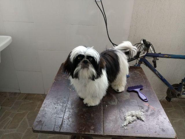 Shih Tzu lindo macho