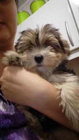 Yorkshire biewer tricolor