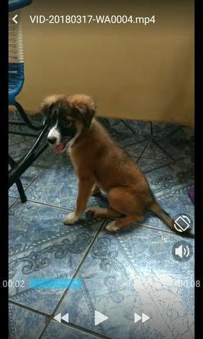 Adoção responsável